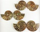 Lot: - Cut Ammonite Pairs (Grade B) - Pairs #77338-3